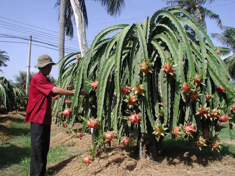 Vườn thanh long Hàm Thuận — vựa lớn nhất Việt Nam